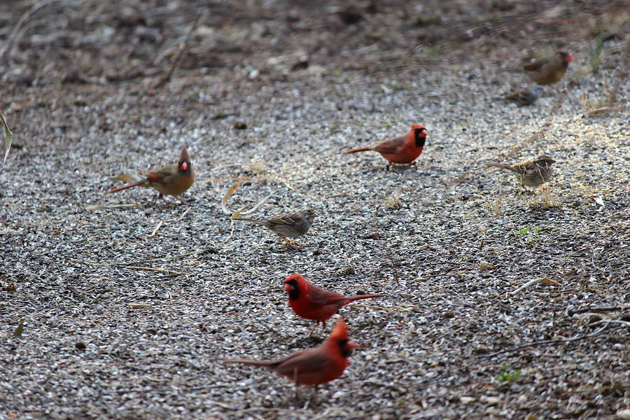 Cardinal Photograph - Cardinals by Christopher Hames