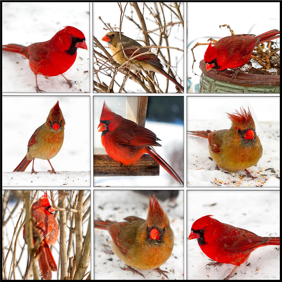 Cardinals Collage Photograph by Trudy Wilkerson