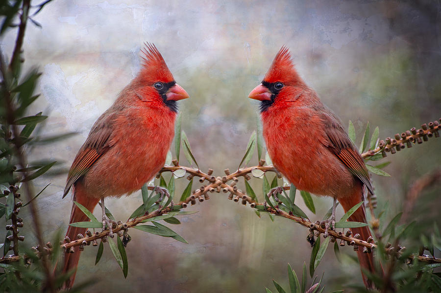 Cardinals in Bottlebrush Photograph by Bonnie Barry