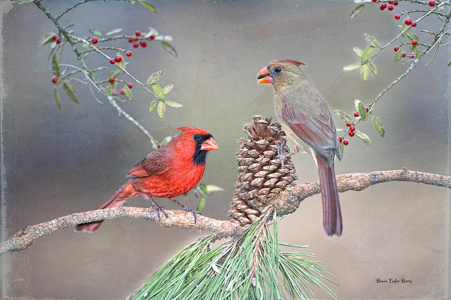 Bird Photograph - Cardinals in Pine and Holly by Bonnie Barry