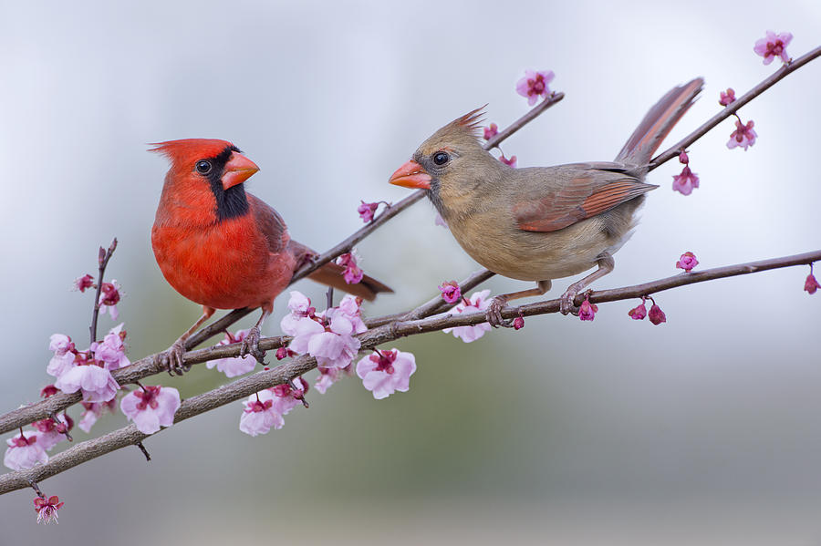 Bird Photograph - Cardinals in Plum Blossoms by Bonnie Barry