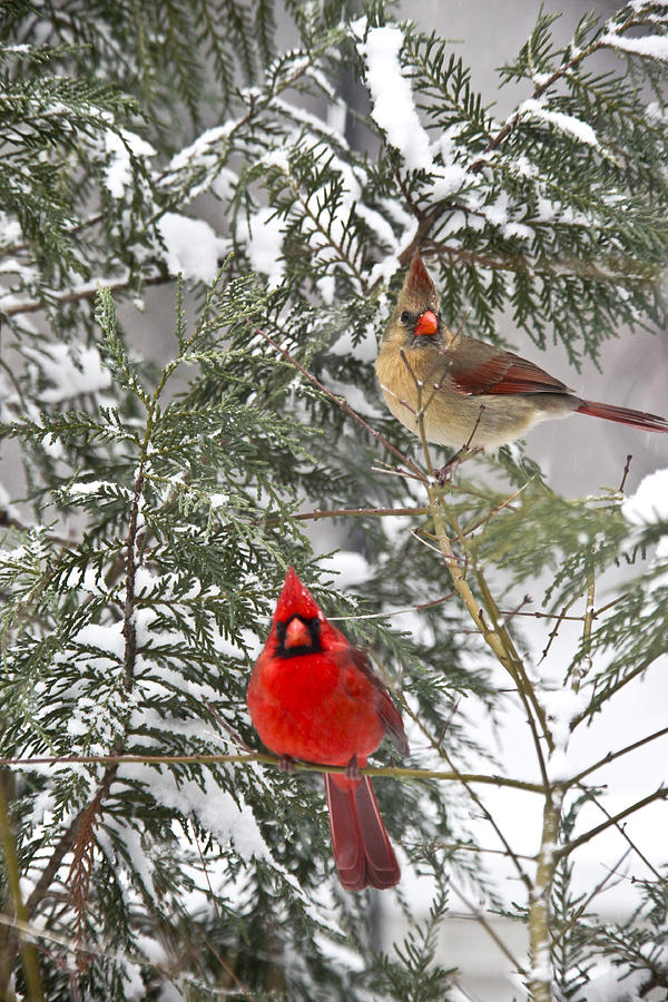 Cardinals in snow Photograph by Robert Camp