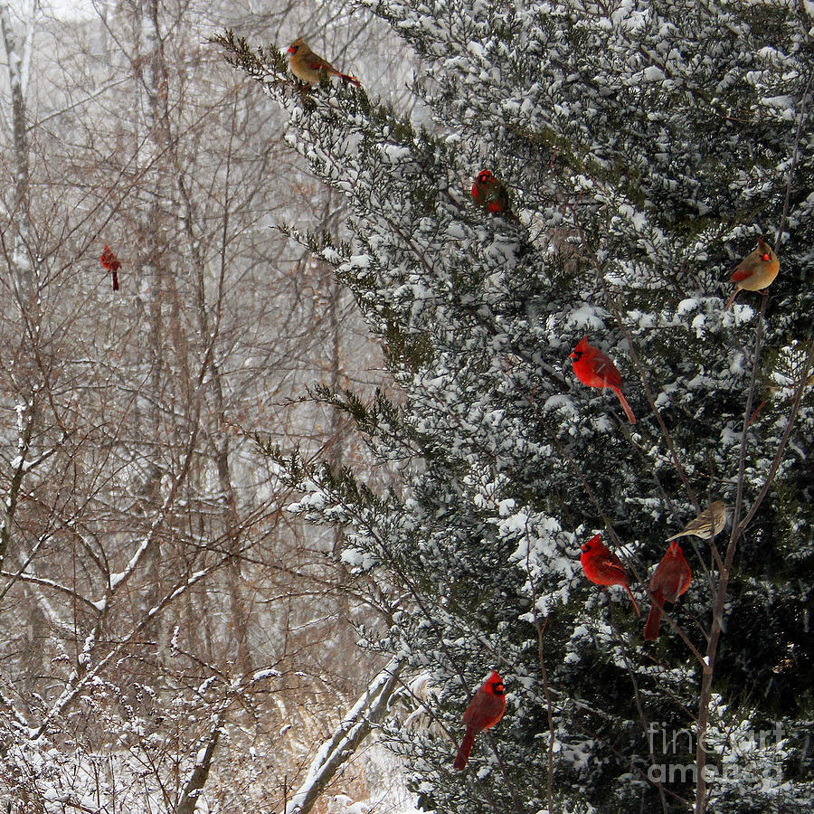 Cardinals In Winter 1 Square Photograph