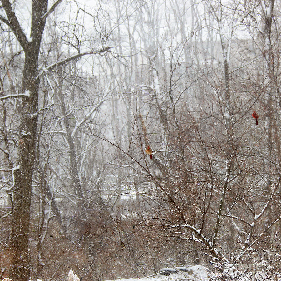 Cardinals in Winter 2 Square Photograph by Karen Adams