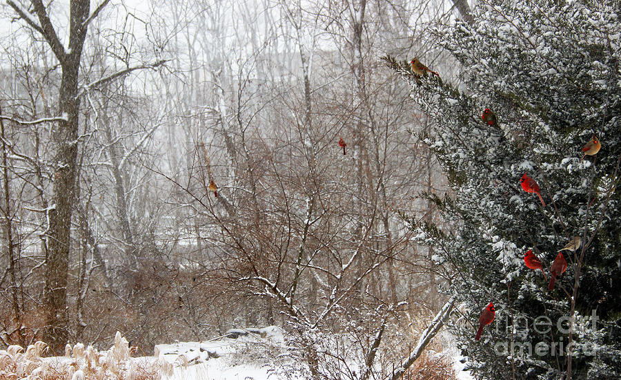 Cardinals in Winter Photograph by Karen Adams