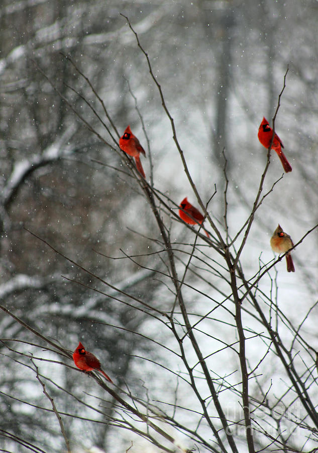Cardinals in Winter Tree Photograph by Karen Adams