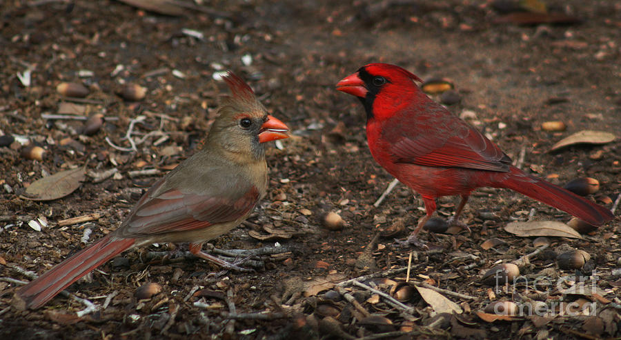 Cardinal Photograph - Cardinals by Lynn Jackson