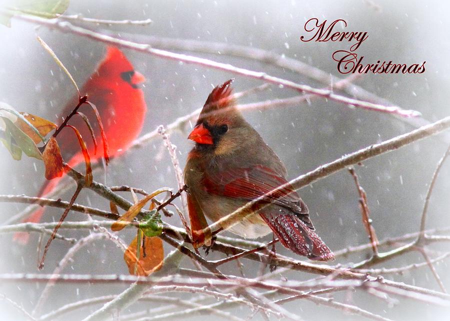 Cardinal Photograph - Cardinals - Male and Female - IMG_003CARD by Travis Truelove
