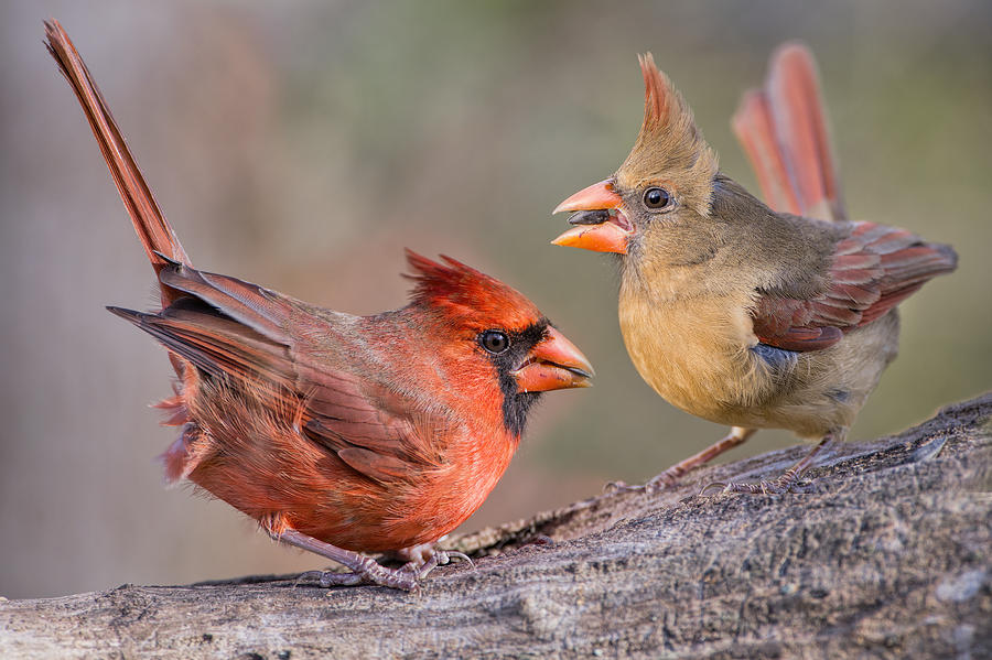 Cardinals on a Windy Day Photograph by Bonnie Barry
