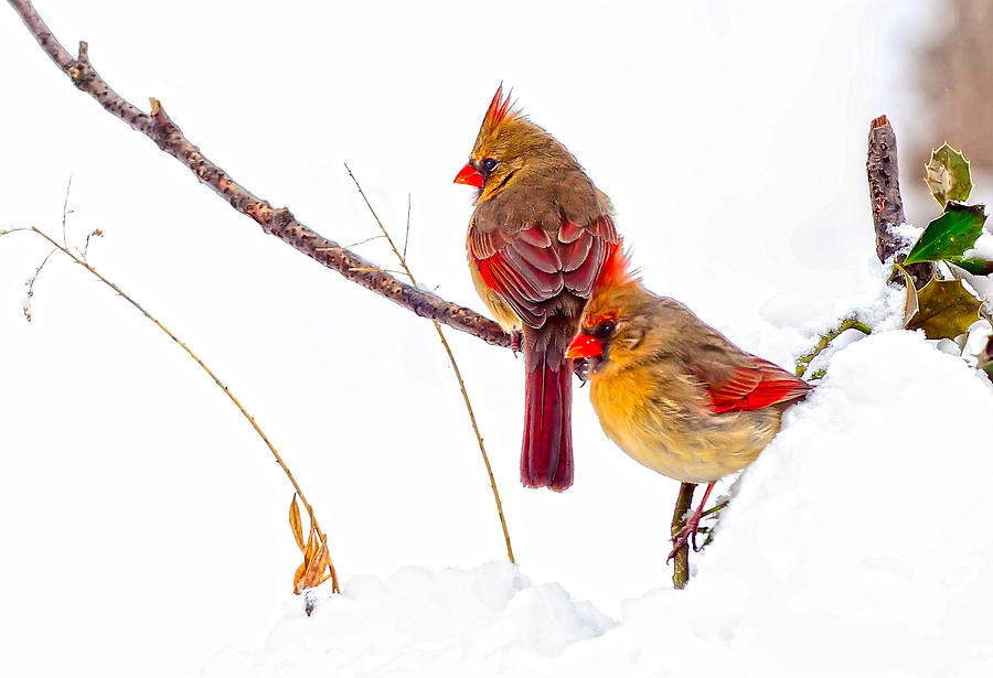 Cardinals on Snowy Holly Branch Photograph by Randall Branham