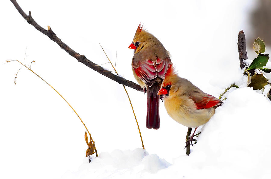 Cardinal Photograph - Cardinals Sunny Winter Spot by Randall Branham