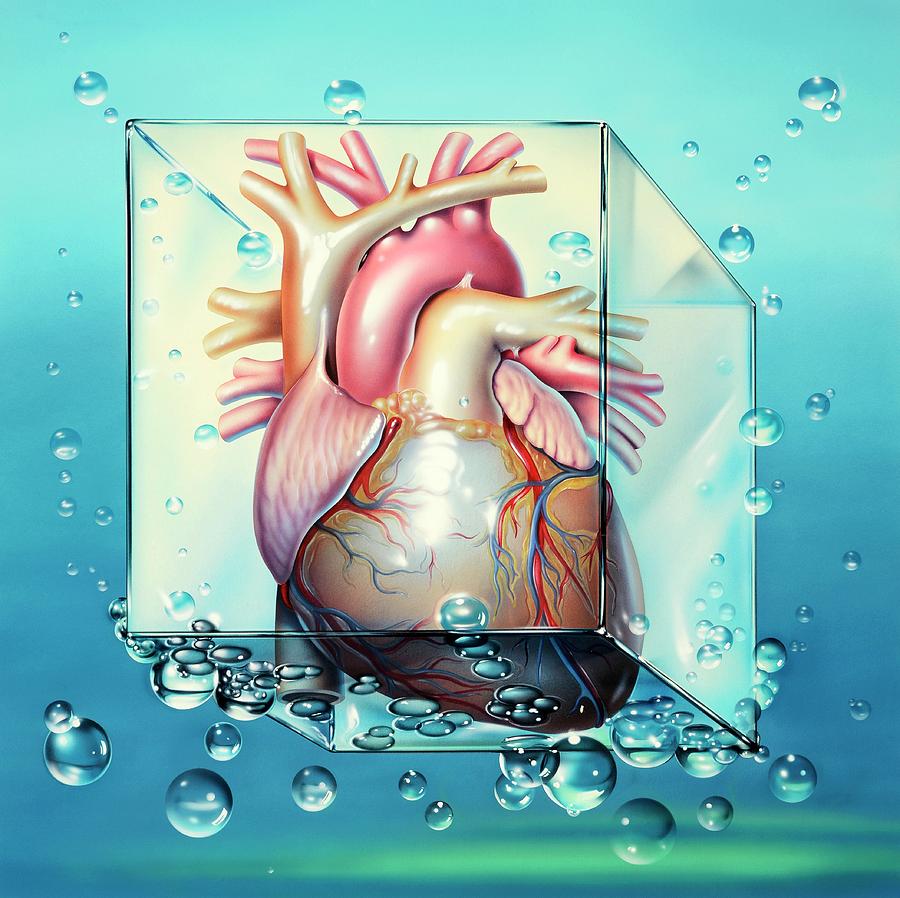 Heart Photograph - Cardiogenic Shock by John Bavosi
