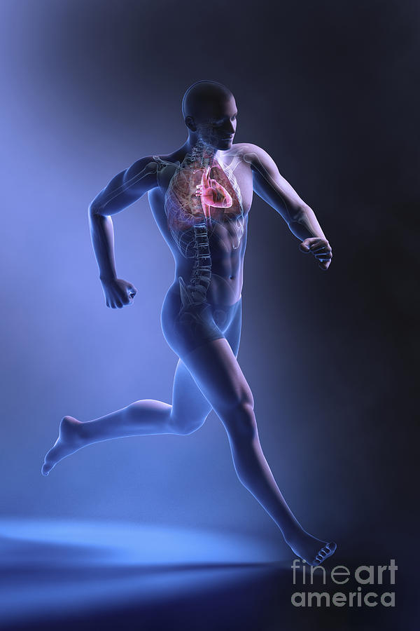 Cardiovascular Exercise Photograph by Science Picture Co
