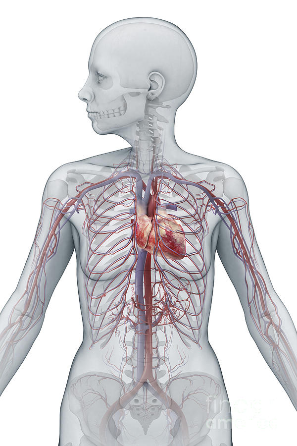 Cardiovascular System Female Photograph by Science Picture Co