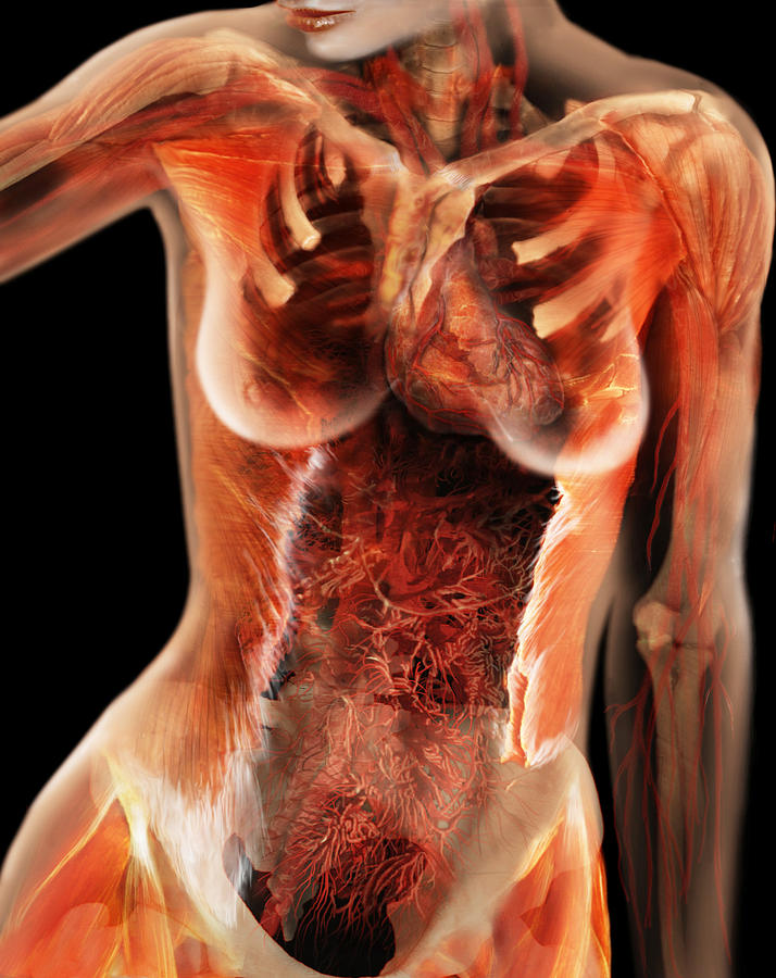 Cardiovascular System, Female Torso Photograph by Anatomical Travelogue