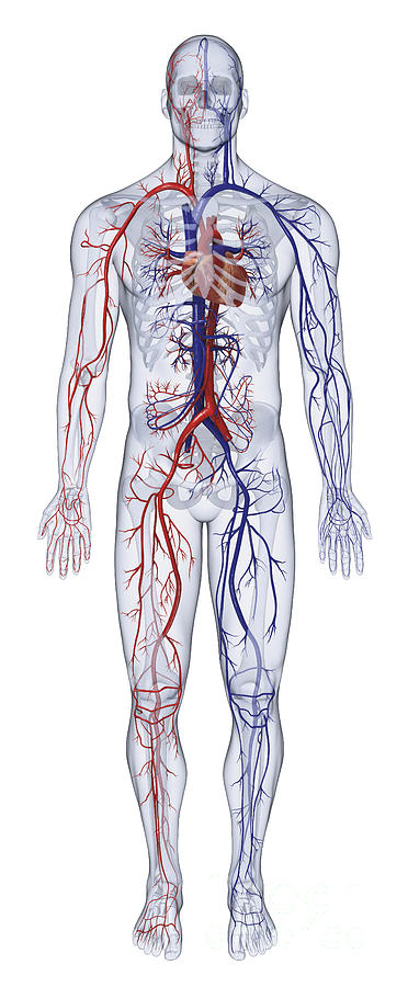 Anatomical Model Photograph - Cardiovascular System, Human Body by Dorling Kindersley