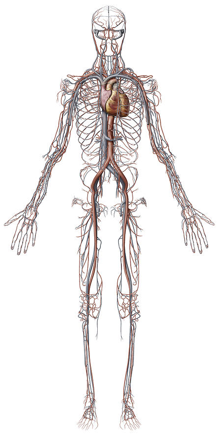 Cardiovascular System, Illustration Photograph by QA International