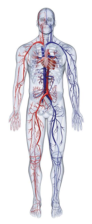 Cardiovascular System Of The Human Body Photograph by Dorling ...