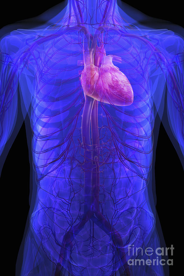 Cardiovascular System Of The Torso Photograph by Science Picture Co