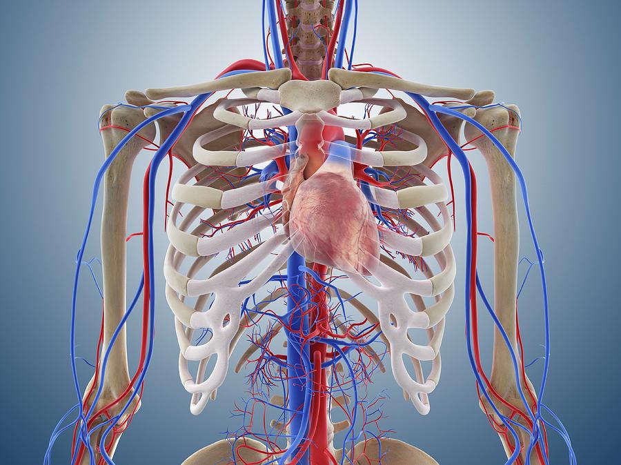 Cardiovascular System Photograph By Springer Medizin/science Photo ...