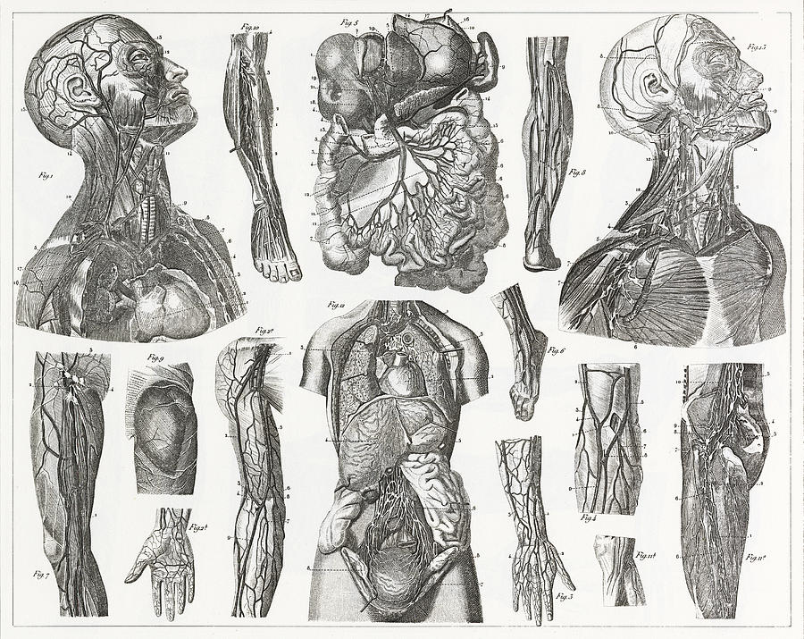 Cardivascular System Engraving Drawing by Bauhaus1000