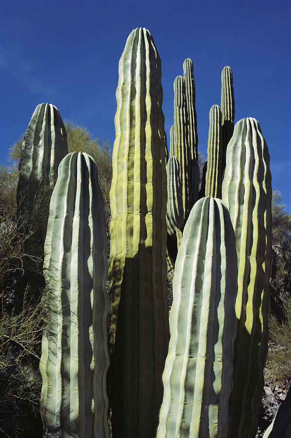 Cardon Cacti Baja California Mexico Photograph by Tui De Roy