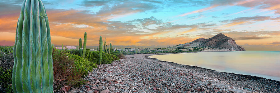 Cardon Cacti Line Along The Coast, Bay Photograph by Panoramic Images