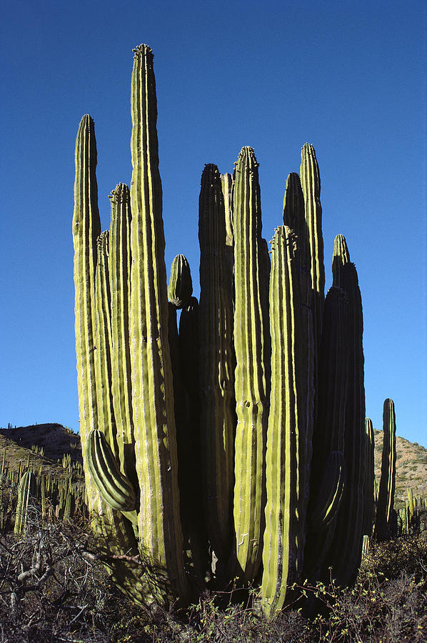 Cardon Cacti Santa Catalina Island Baja Photograph by Tui De Roy