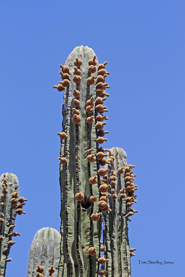 Cardon Cactus And Fruit  Photograph by Tom Janca