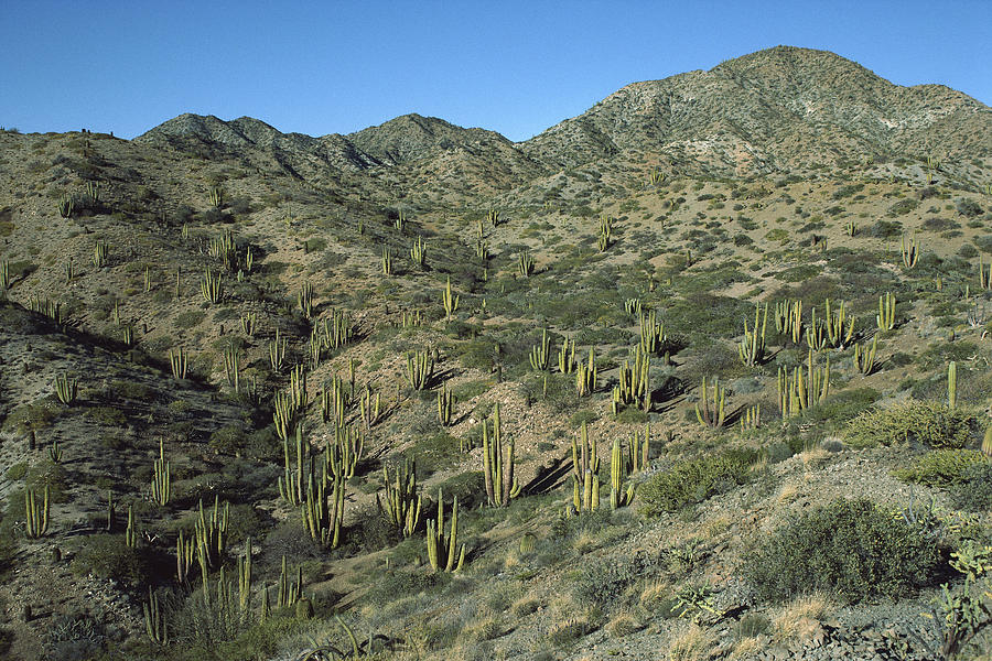 Cardon Cactus Forest Baja California Photograph by Tui De Roy