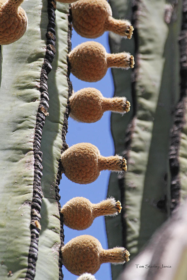 Cardon Cactus Fruit All In A Row Photograph by Tom Janca