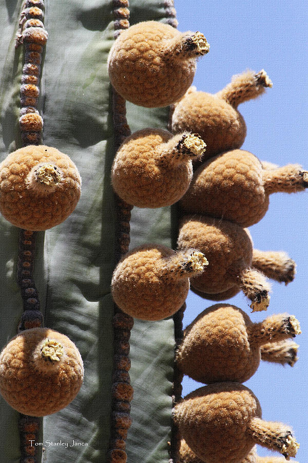 Arizona Photograph - Cardon Cactus Fruit by Tom Janca