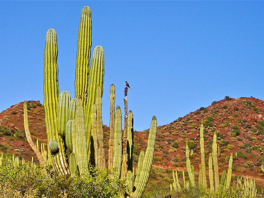 Cardon Cactus in Bahia Kino-Sonora-Mexico Photograph by Ruth Hager