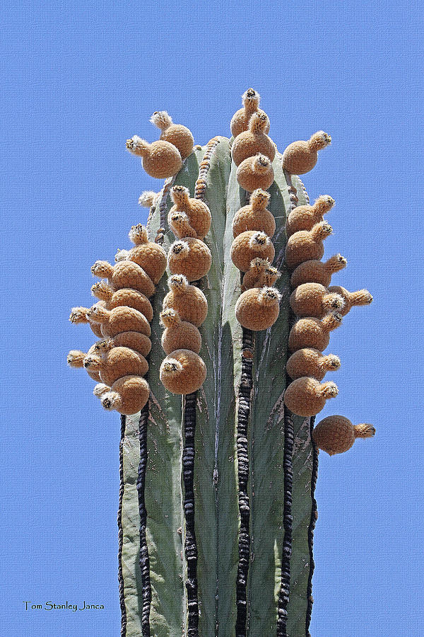 Cardon Cactus Of Mexico With Fruit Photograph by Tom Janca