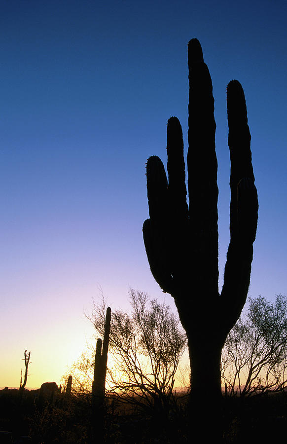 Cardon Cactus Silhouette Photograph by John Elk
