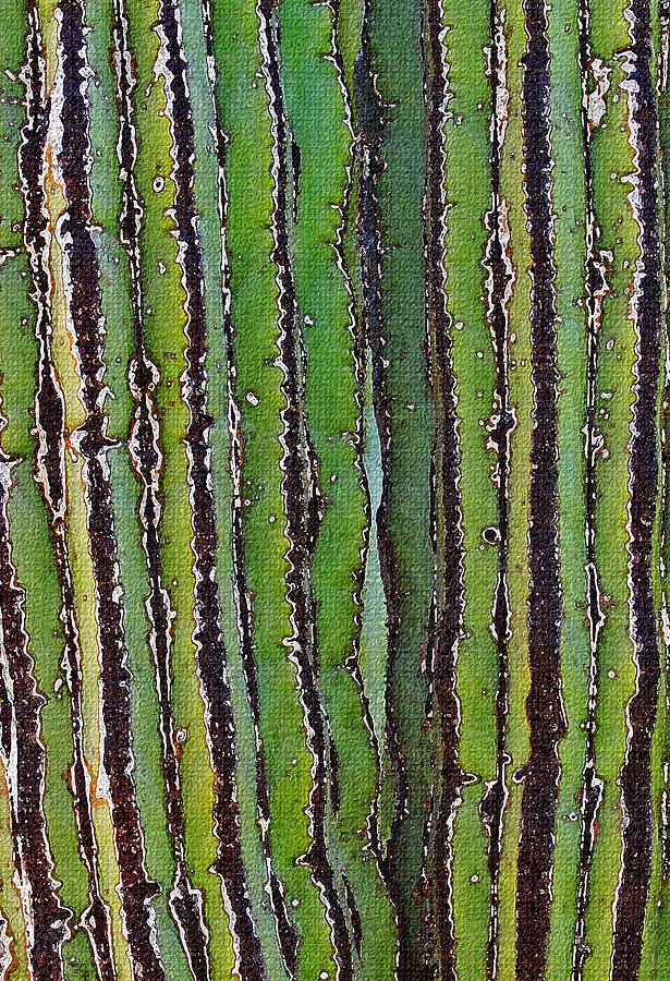 Cardon Cactus Texture. Photograph by Tom Janca