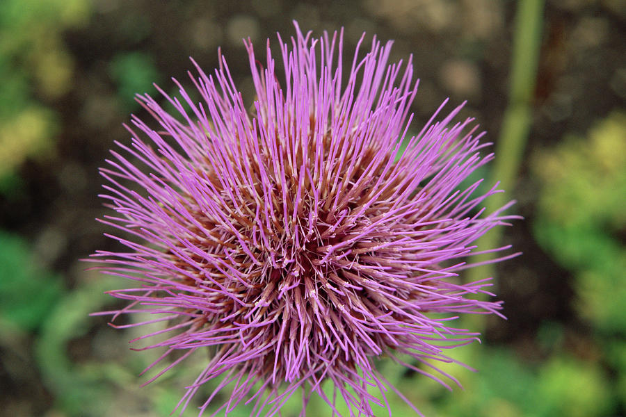 Cardoon Flower (cynara Cardunculus) Photograph by Jim D Saul/science ...