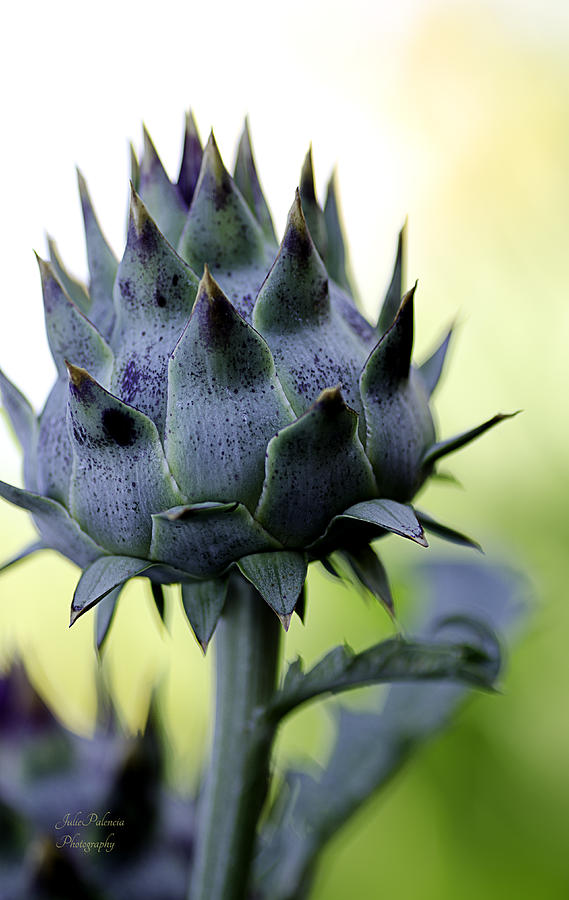 Cardoon Waiting to Bloom Photograph by Julie Palencia