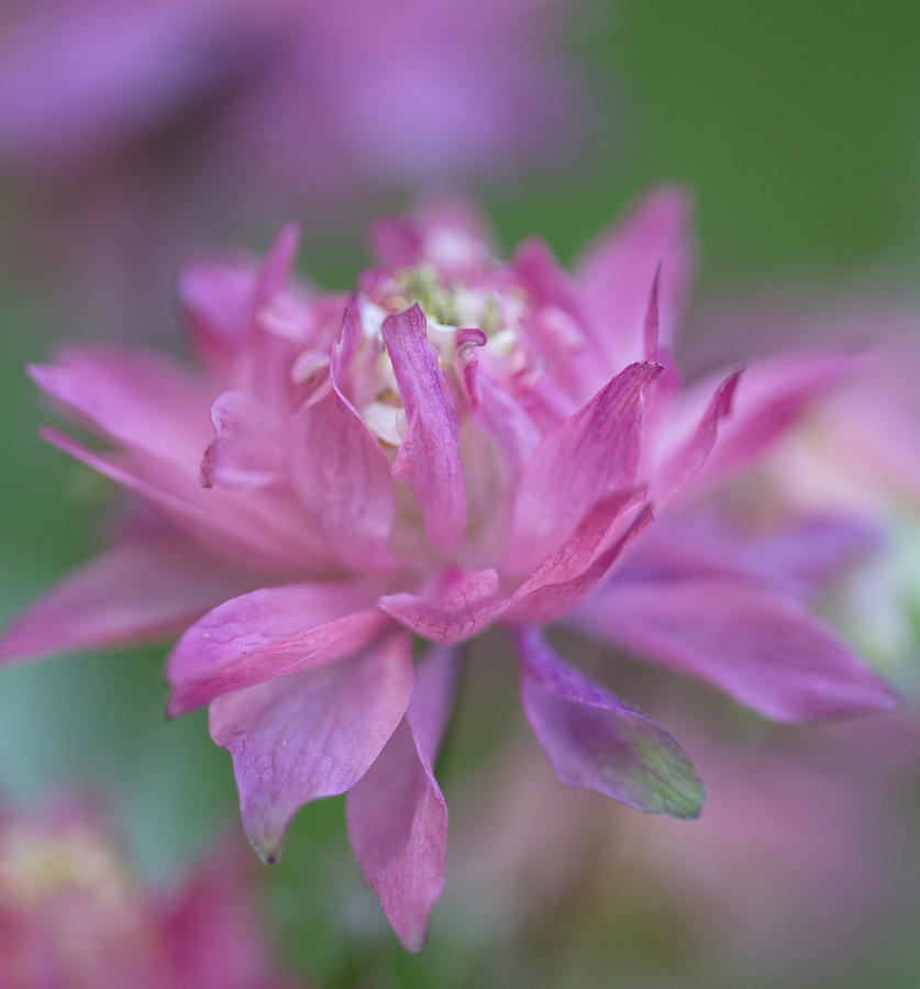 Flower Photograph - Carefree Columbine by Angie Vogel