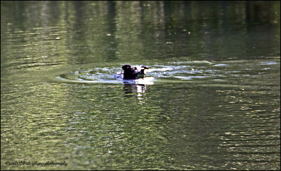 Carefree Dog Days Photograph by Catherine Melvin | Fine Art America