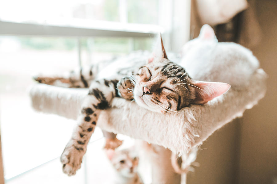 Carefree Kitten, Sleeping Kitten, Bengal Kitten Sleeping Photograph by Jena Ardell