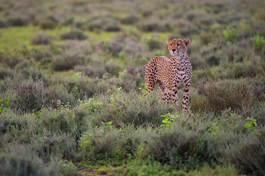 Cheetah Photograph - Careful Pose by Mohammed Alnaser Cheetah Photograph - Careful Pose by Mohammed Alnaser