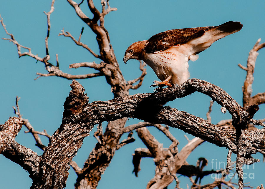 Careful Redtail Photograph by Robert Frederick