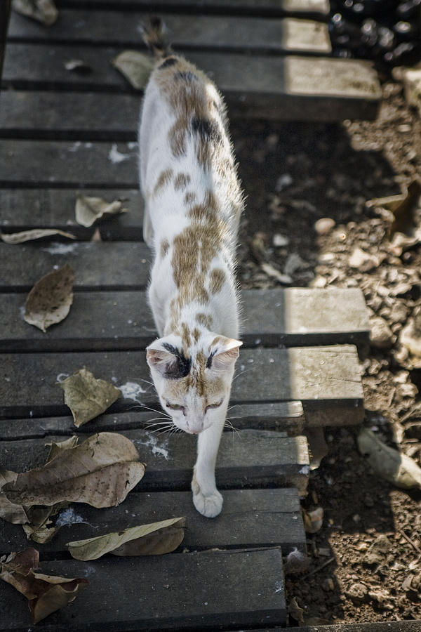 Careful Steps Photograph by Chris Koelbleitner - Fine Art America