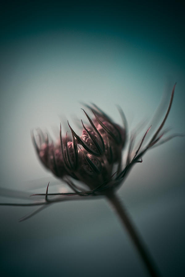 Queen Anne's Lace Photograph - Caress by Shane Holsclaw