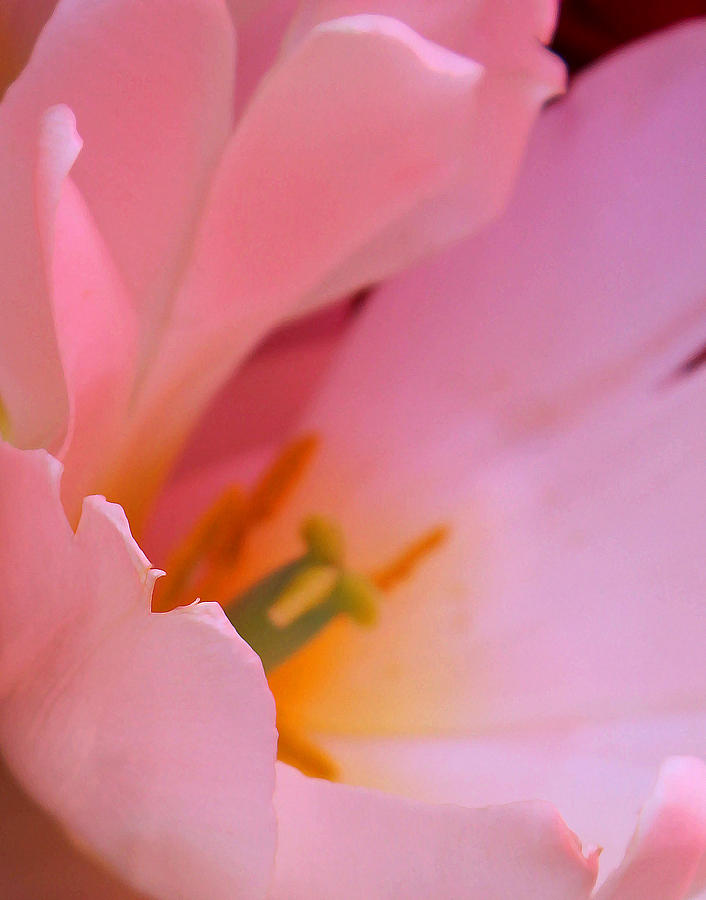 Tulip Photograph - Caressed by Love by The Art Of Marilyn Ridoutt-Greene