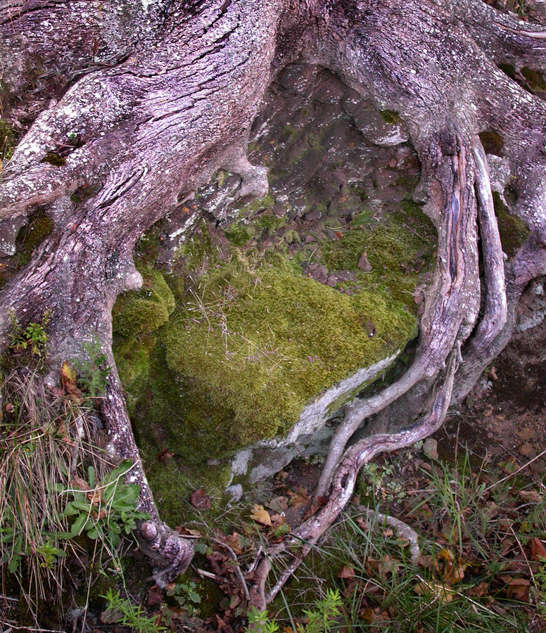 Caressing The Moss Photograph by Gary Slawsky
