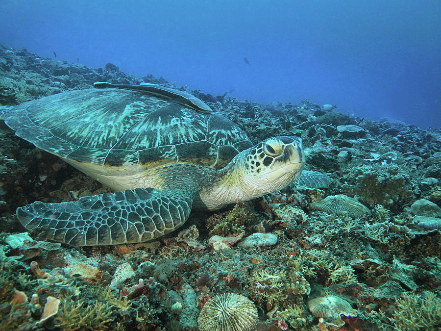 Caretta Resting On Stones Photograph by Me Studio - Fine Art America