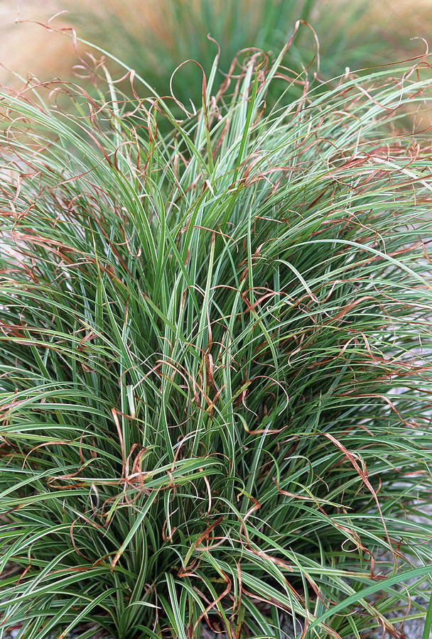 Carex Siderosticha Silver Sceptre. Photograph by Science Photo Library Carex Siderosticha Silver Sceptre. Photograph by Science Photo Library