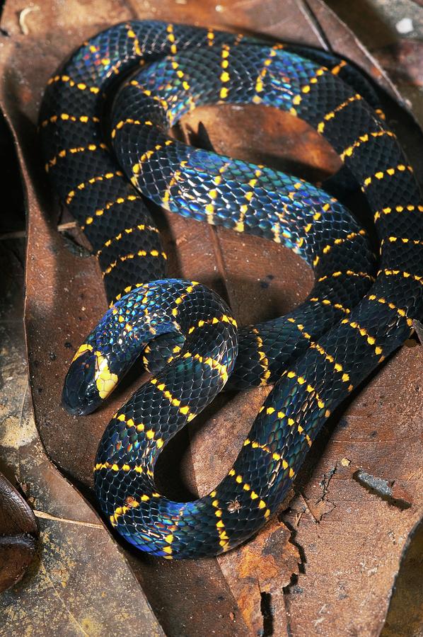 Carib Coral Snake Photograph by Philippe Psaila/science Photo Library